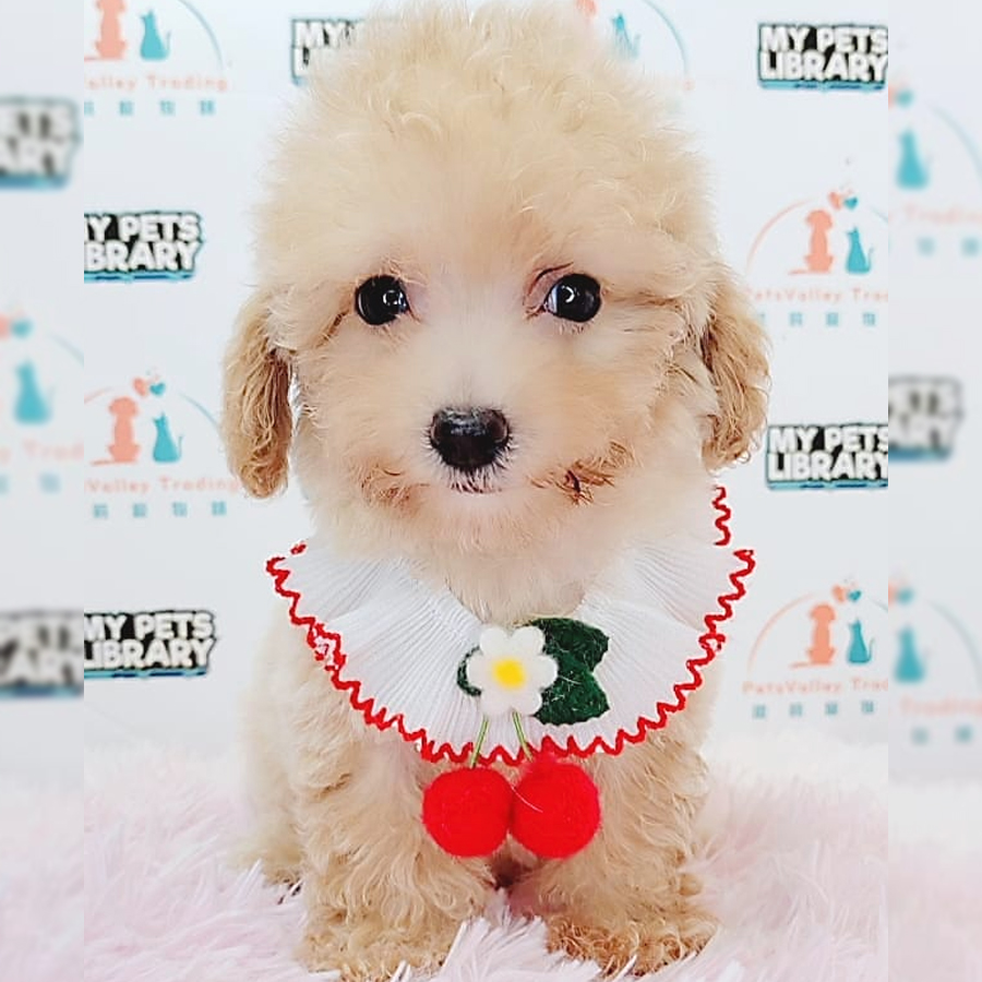 Tiny Poodle Puppy (Female) For Sale