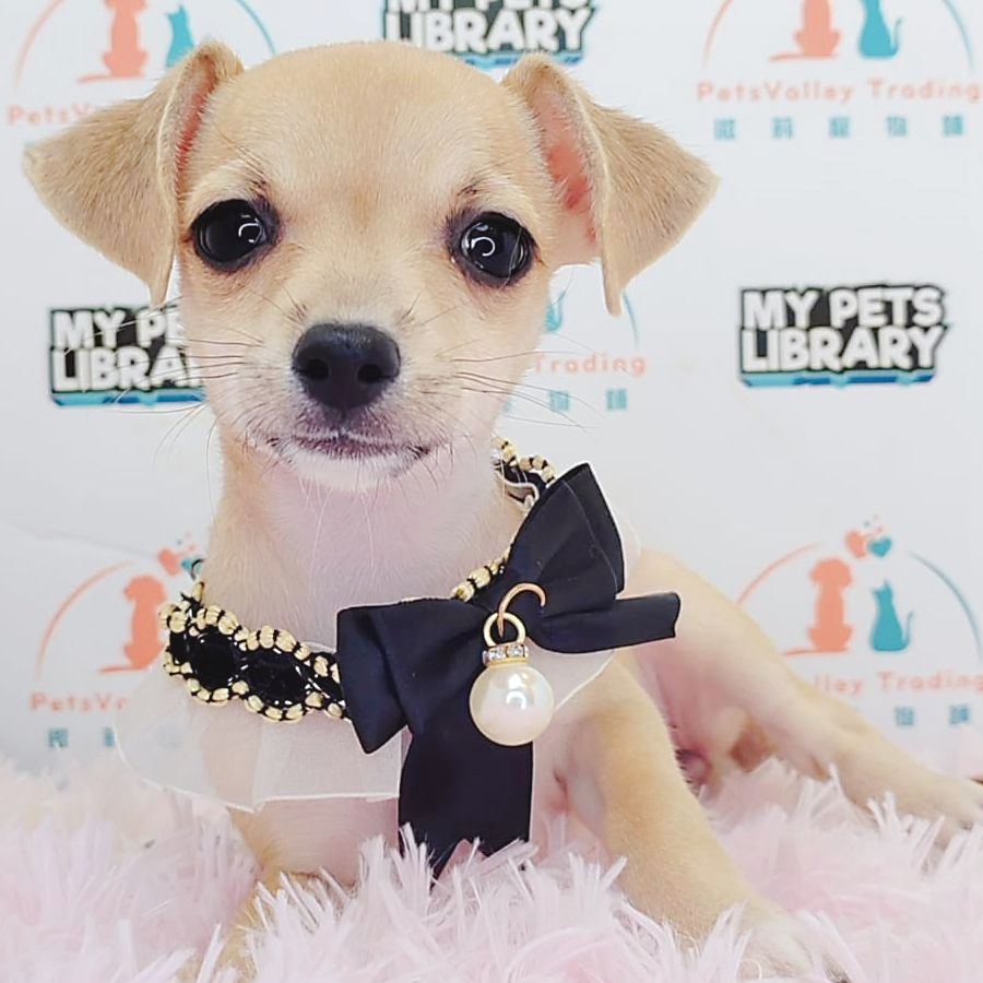Shortcoat Chihuahua Puppy (Female) For Sale