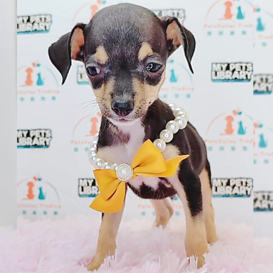 Shortcoat Chihuahua Puppy (Male) For Sale