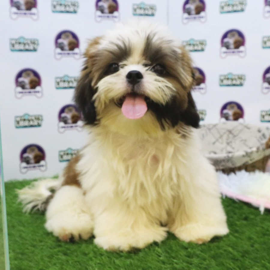 Shih Tzu Puppy (Male) For Sale