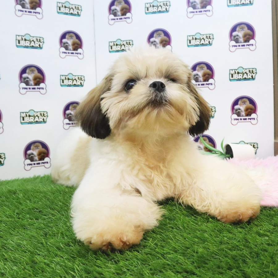 Shih Tzu Puppy (Male) For Sale