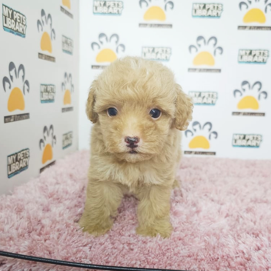 Tiny Poodle Puppy (Female) For Sale