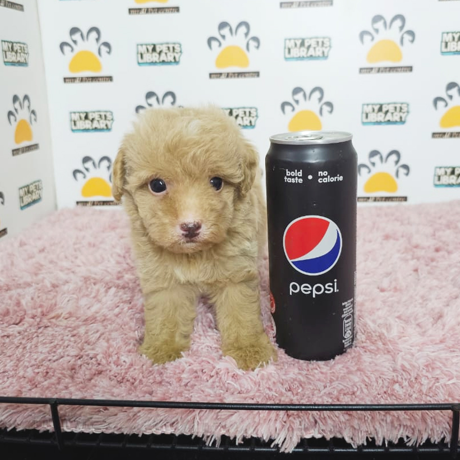 Tiny Poodle Puppy (Female) For Sale