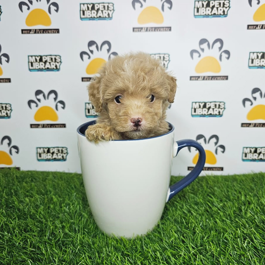 Tiny Poodle Puppy (Male) For Sale