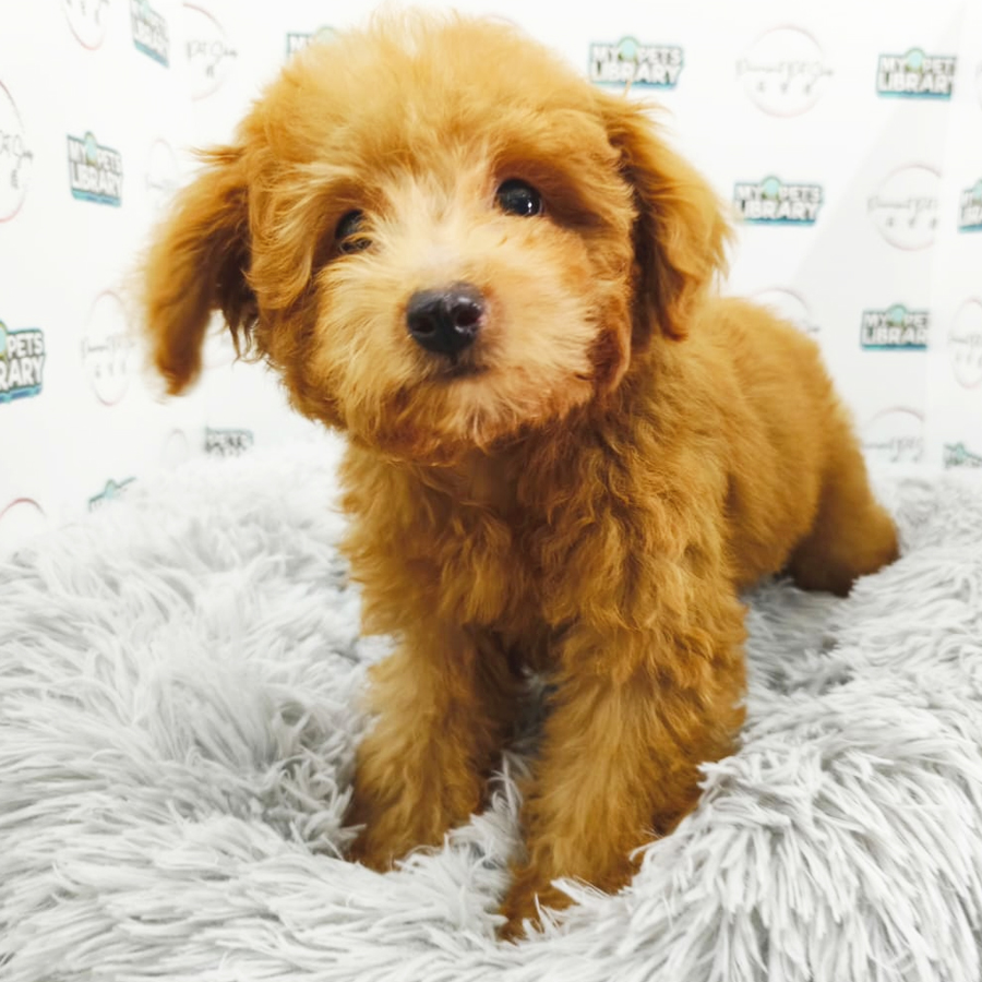 Toy Poodle Puppy (Male) For Sale