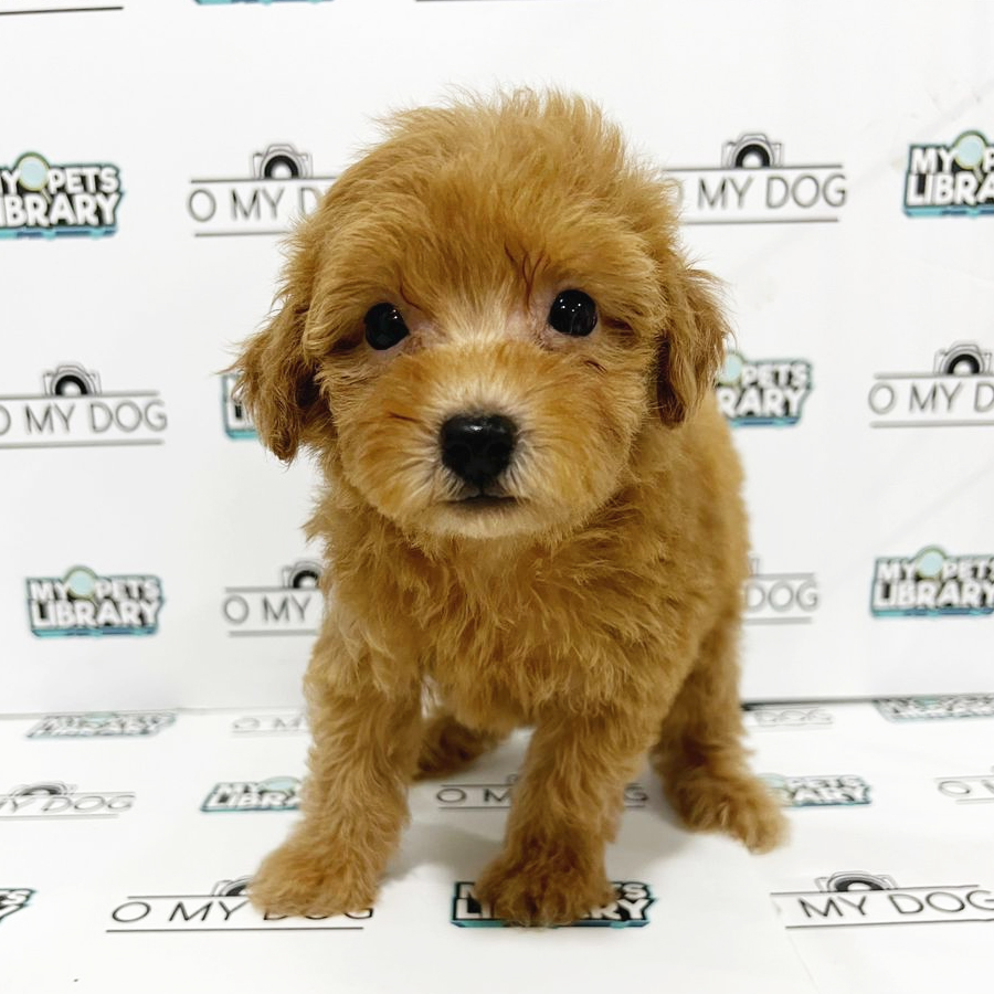 Toy Poodle Puppy (Female) For Sale