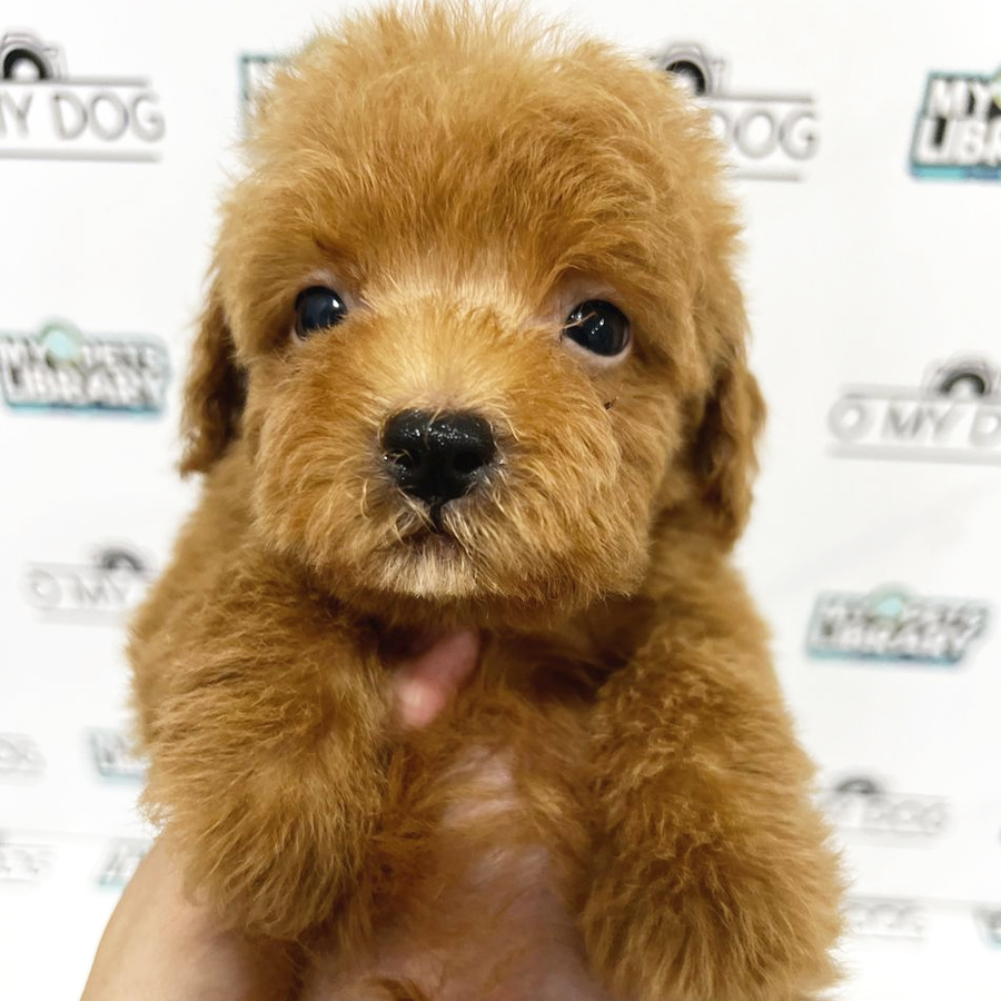 Toy Poodle Puppy (Male) For Sale