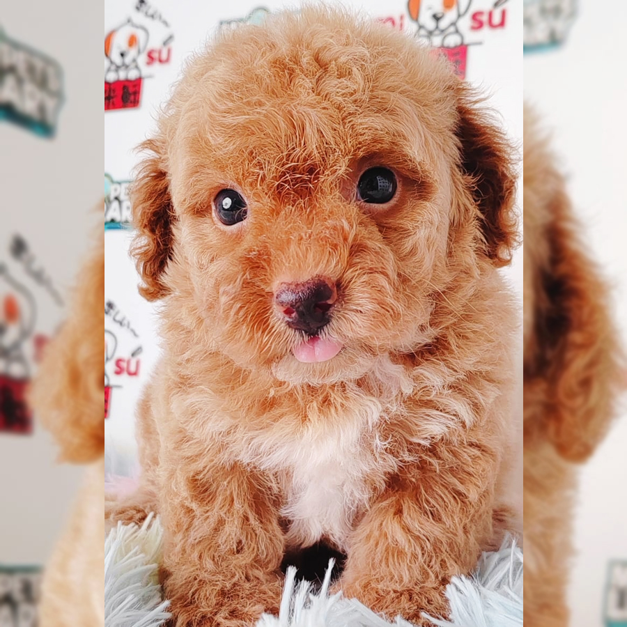 Tiny Poodle Puppy (Male) For Sale