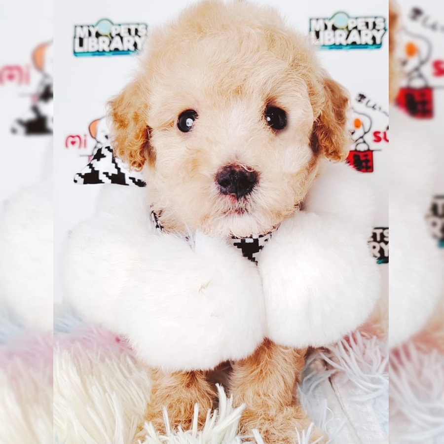 Tiny Poodle Puppy (Male) For Sale
