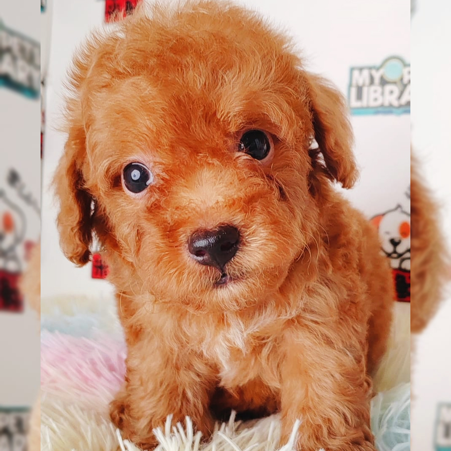 Tiny Poodle Puppy (Male) For Sale