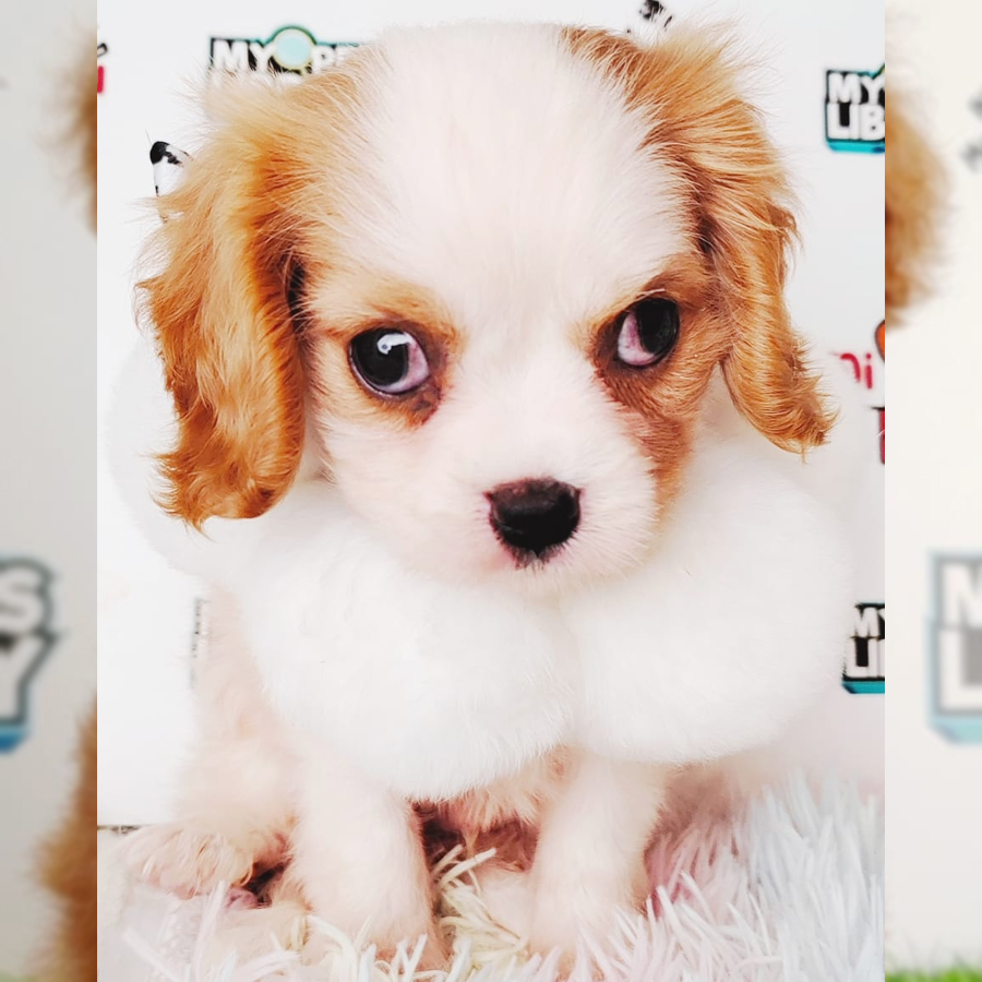 Cavalier King Charles Spaniel Puppy (Male) For Sale