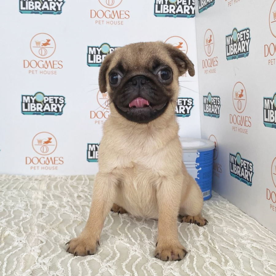 Pug Puppy (Female) For Sale