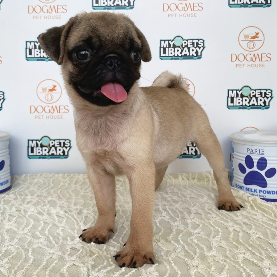 Pug Puppy (Female) For Sale
