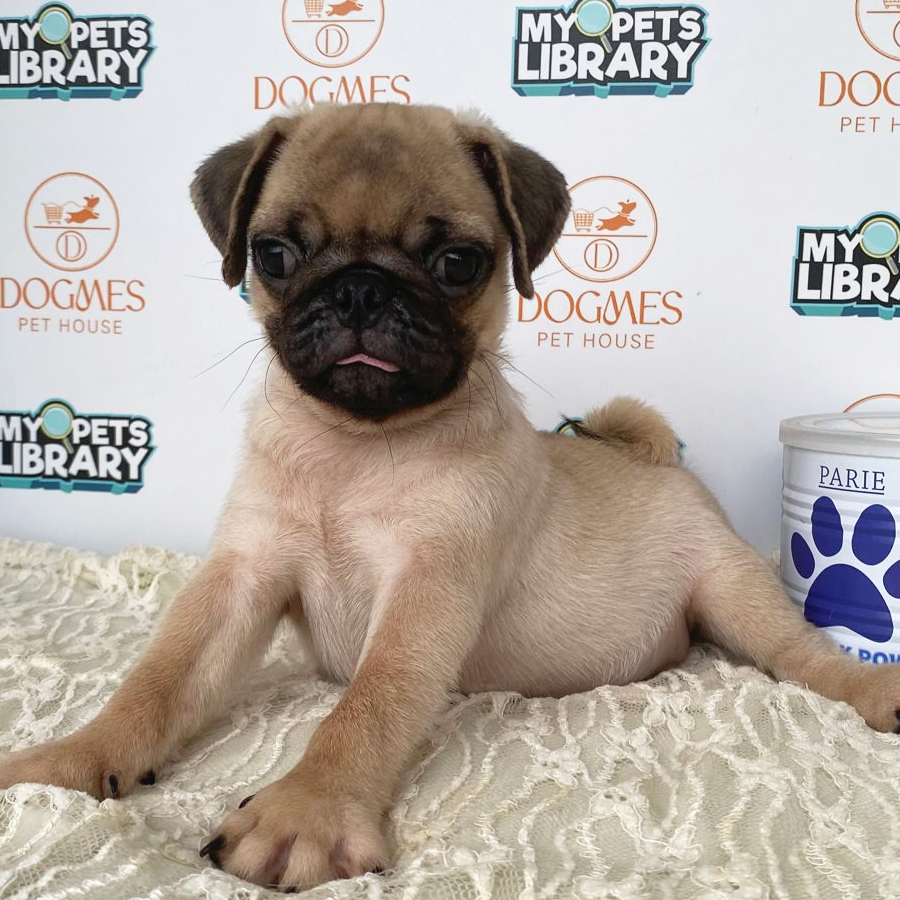 Pug Puppy (Male) For Sale