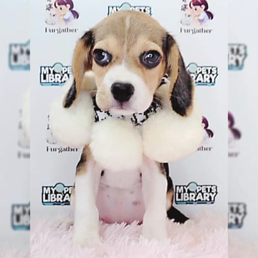 Beagle Puppy (Male) For Sale