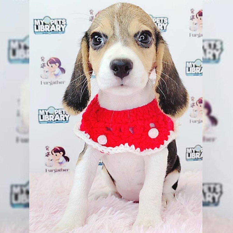 Beagle Puppy (Female) For Sale