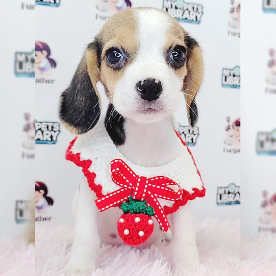 Beagle Puppy (Female) For Sale