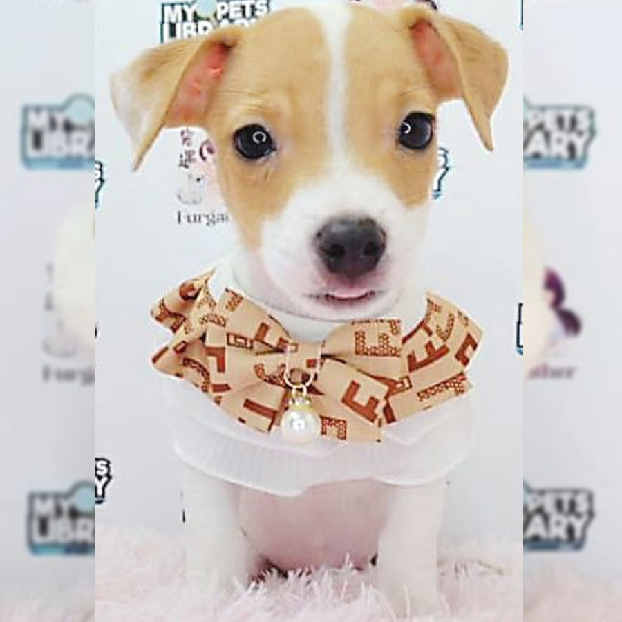 Jack Russell Puppy (Male) For Sale