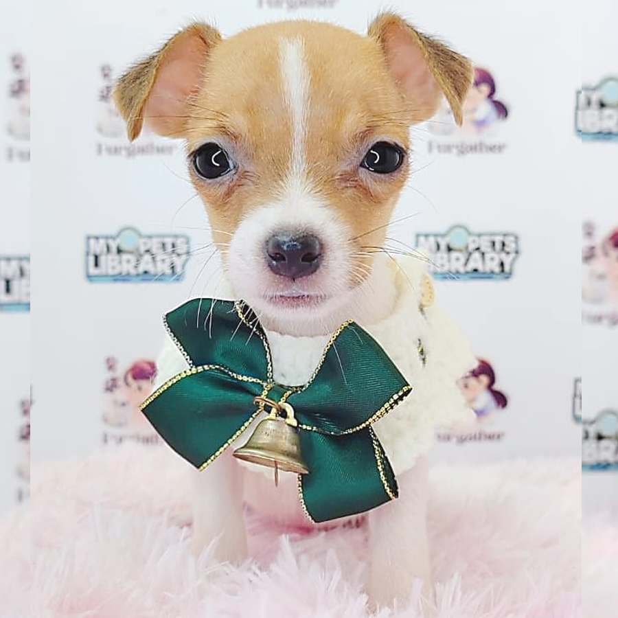 Jack Russell Puppy (Female) For Sale