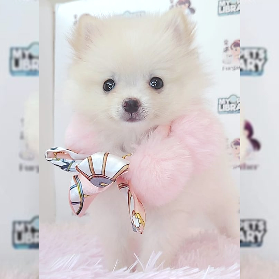 Pomeranian Puppy (Female) For Sale