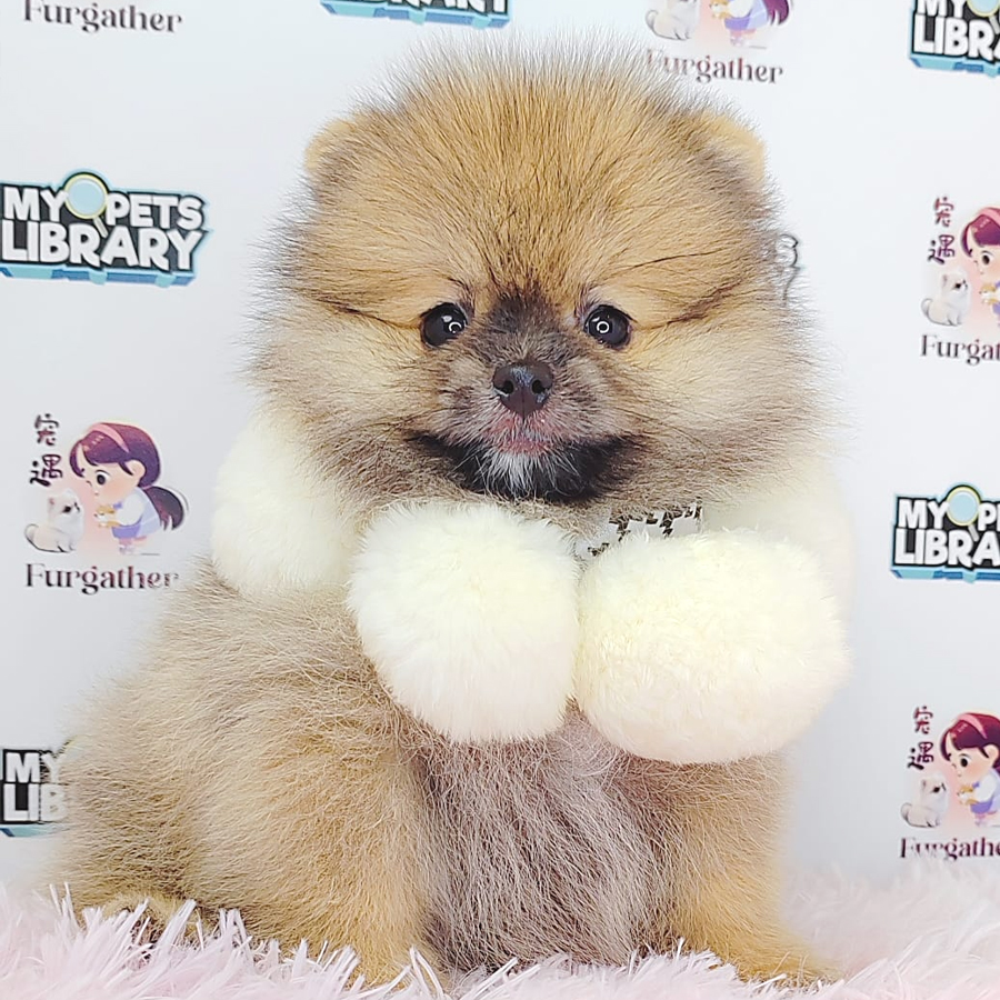 Pomeranian Puppy (Female) For Sale