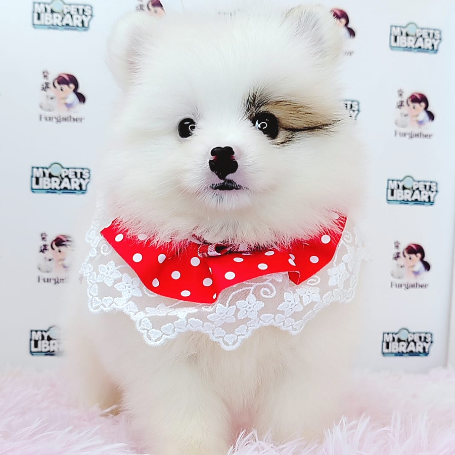 Pomeranian Puppy (Male) For Sale