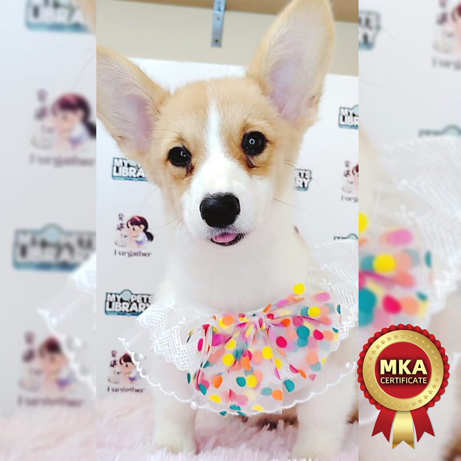 MKA Welsh Corgi Puppy (Female) For Sale