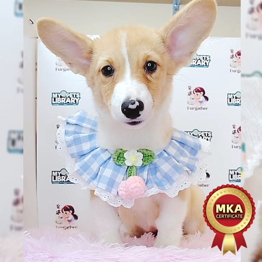 MKA Welsh Corgi Puppy (Female) For Sale
