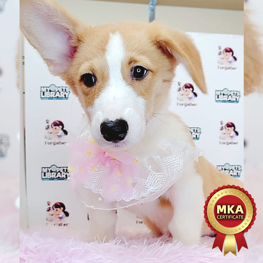MKA Welsh Corgi Puppy (Female) For Sale