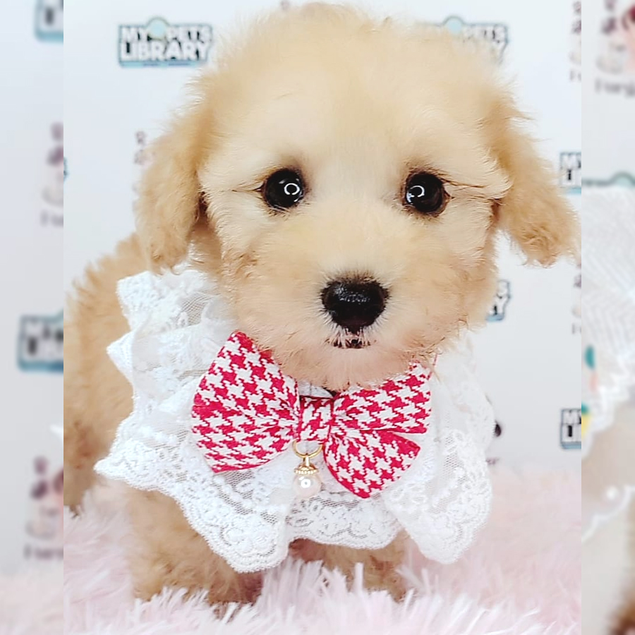 Toy Poodle Puppy (Female) For Sale