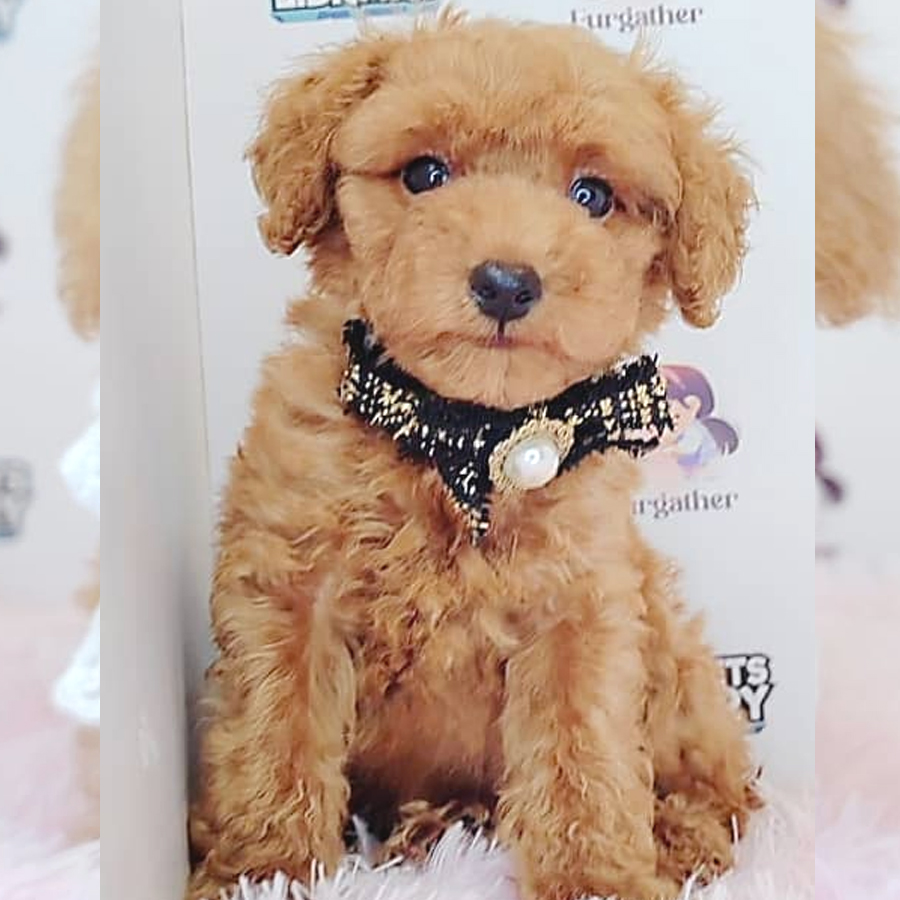 Toy Poodle Puppy (Male) For Sale
