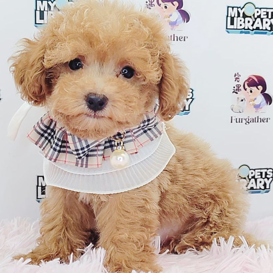 Toy Poodle Puppy (Male) For Sale