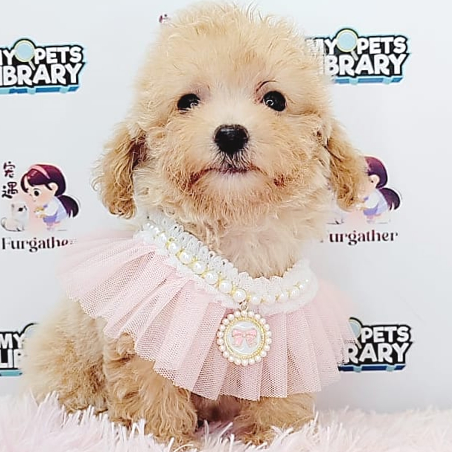 Toy Poodle Puppy (Female) For Sale