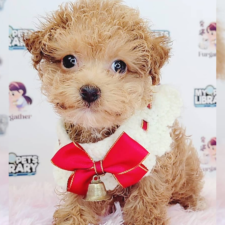 Teacup Poodle Puppy (Male) For Sale