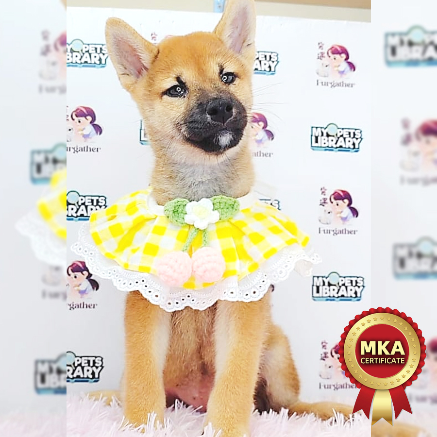 MKA Shiba Inu Puppy (Female) For Sale