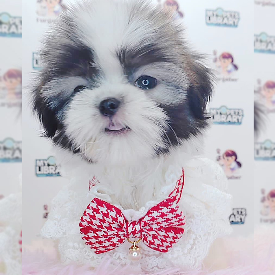 Shih Tzu Puppy (Female) For Sale