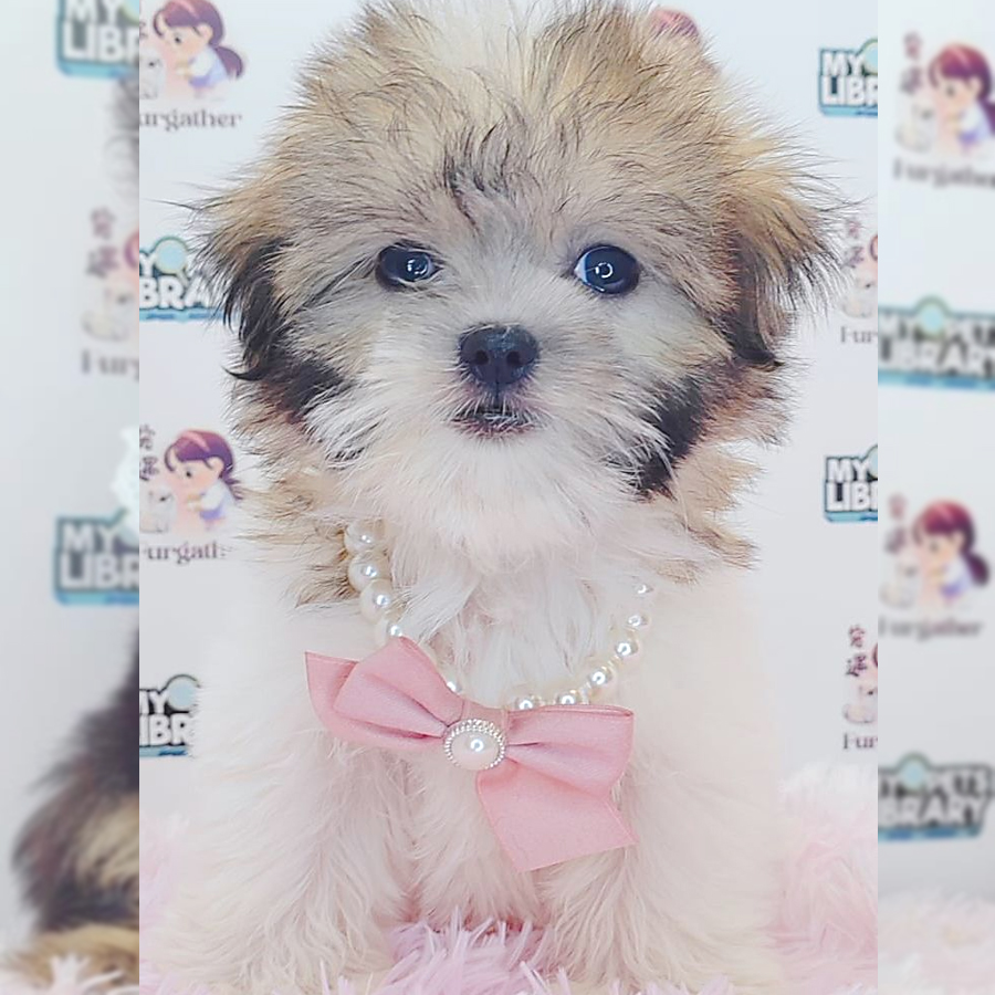 Shih Tzu Puppy (Female) For Sale