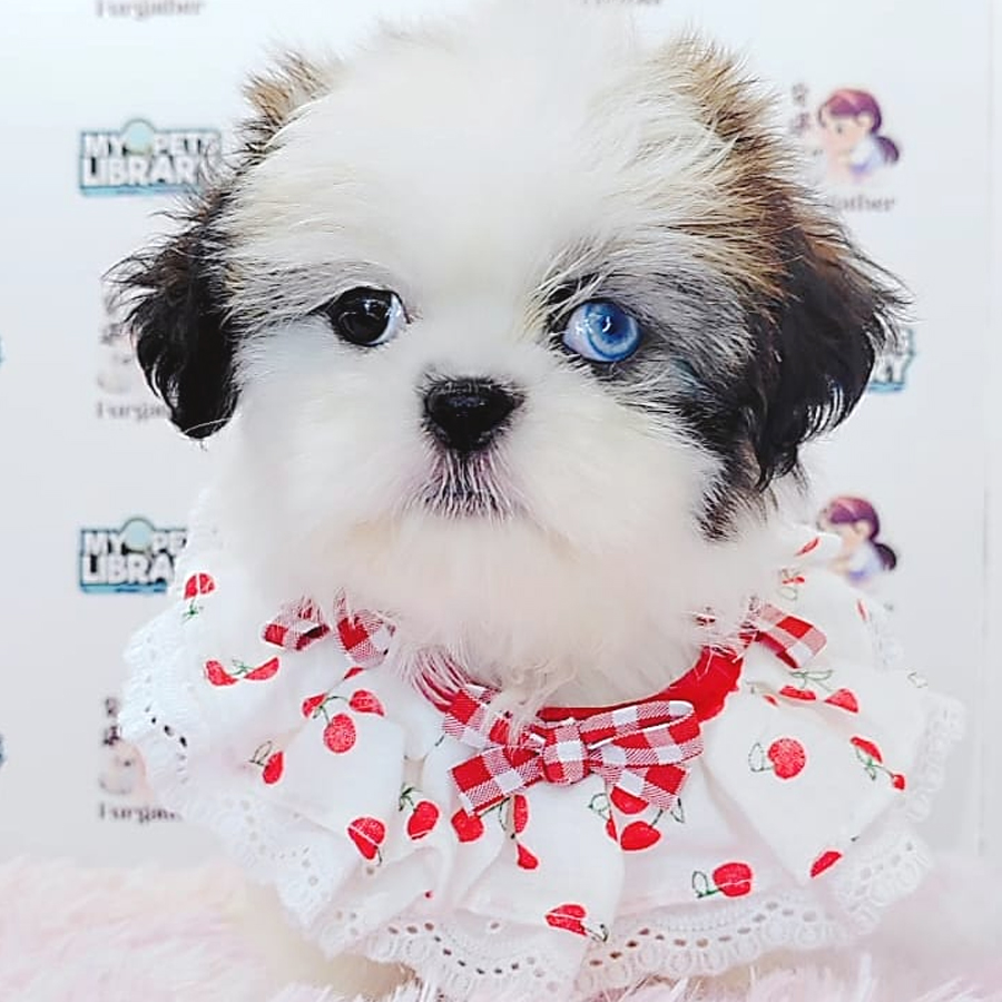 Shih Tzu Puppy (Male) For Sale