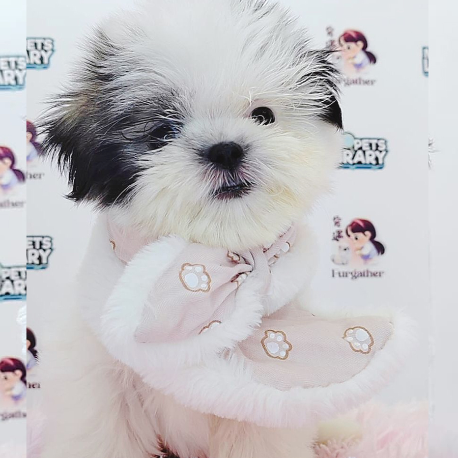 Shih Tzu Puppy (Female) For Sale