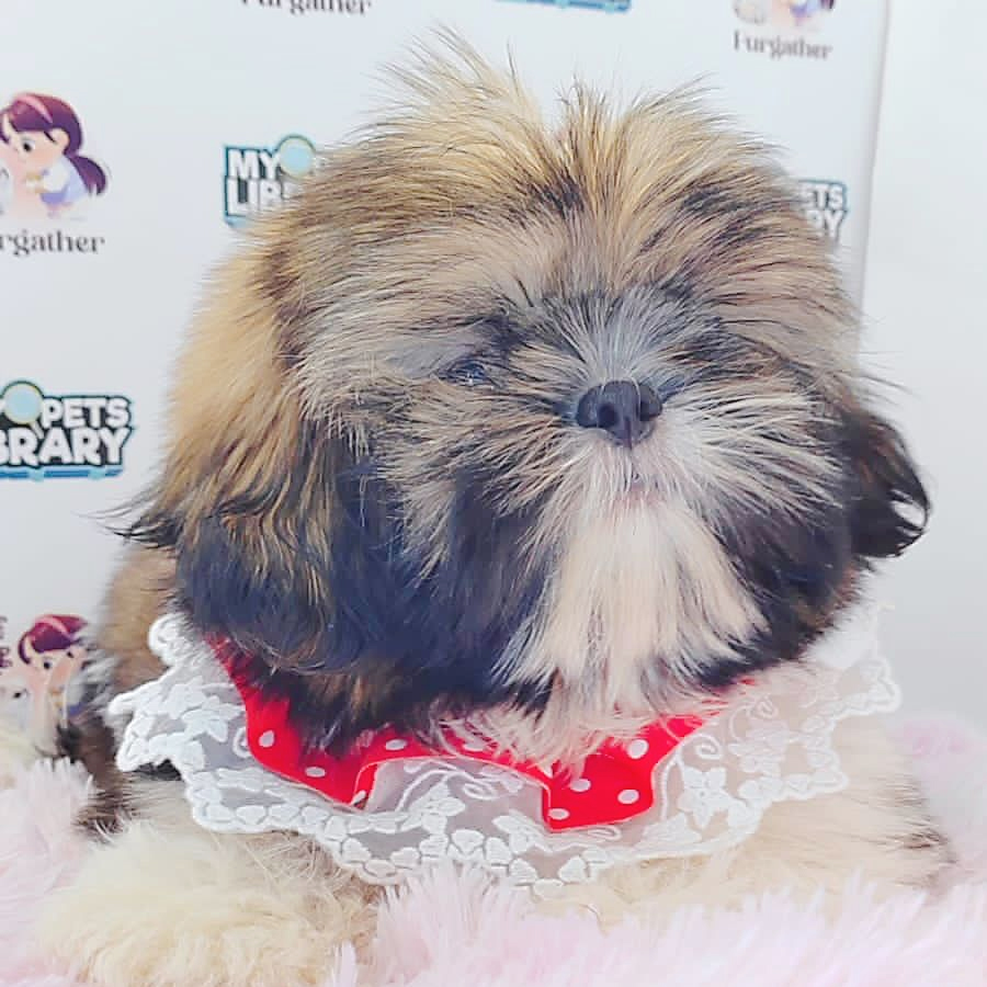 Shih Tzu Puppy (Female) For Sale