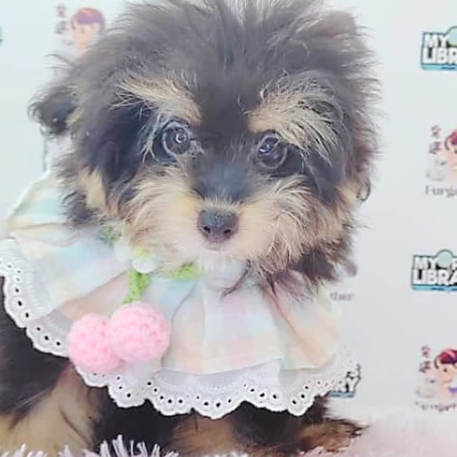 Pomsky Puppy (Female) For Sale