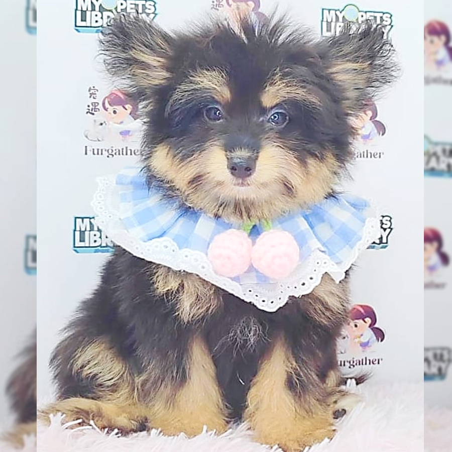 Pomsky Puppy (Female) For Sale