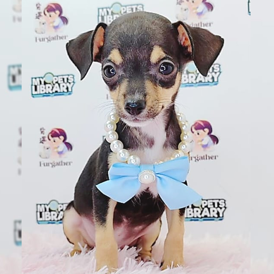 Chihuahua Puppy (Male) For Sale