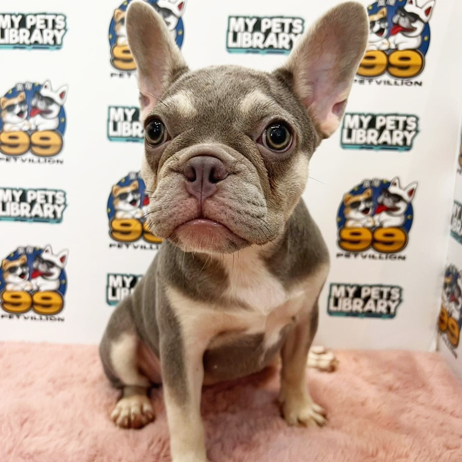 French Bulldog Puppy (Female) For Sale