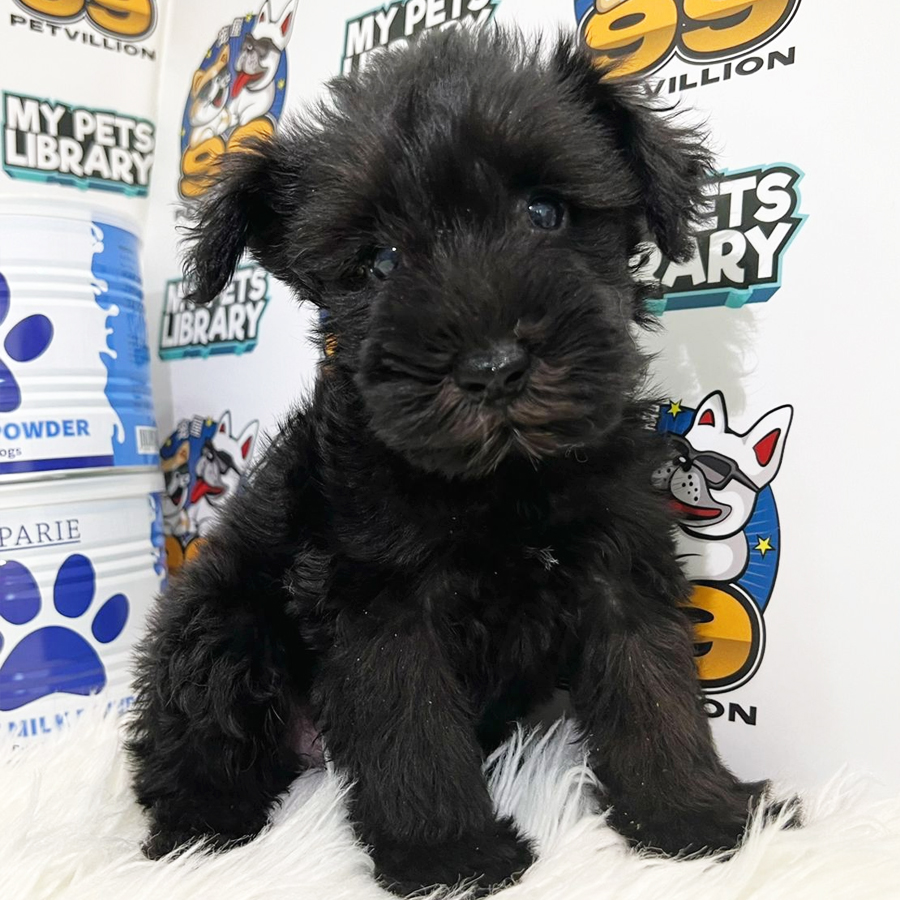 Schnauzer Puppy (Male) For Sale