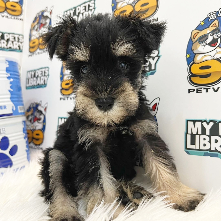 Schnauzer Puppy (Male) For Sale
