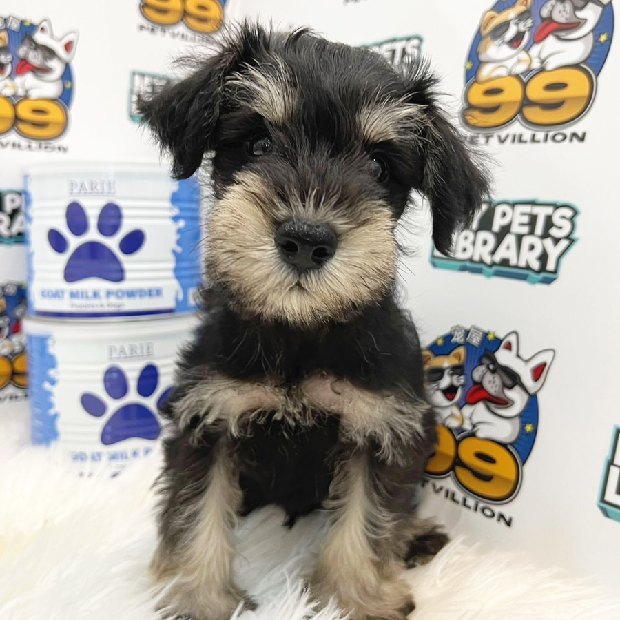 Schnauzer Puppy (Male) For Sale