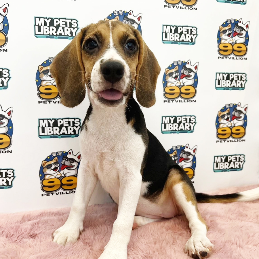 Beagle Puppy (Female) For Sale