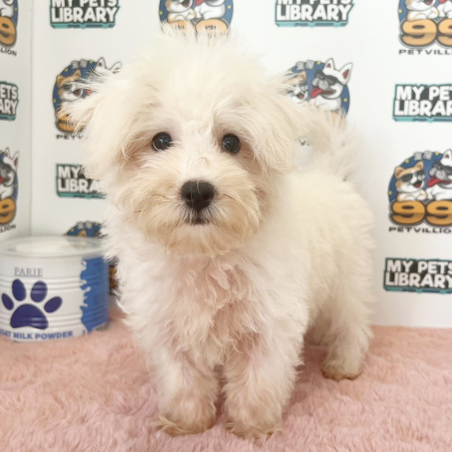 Maltipoo Puppy (Male) For Sale