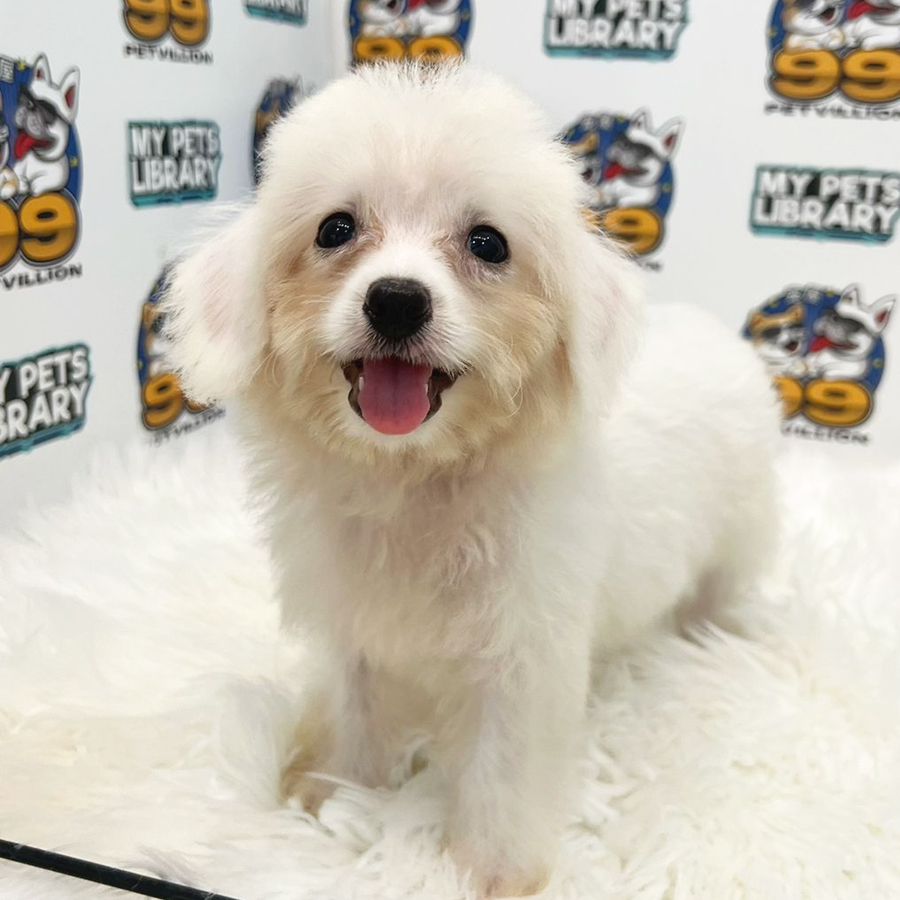 Maltipoo Puppy (Female) For Sale